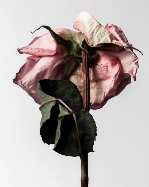 Close-up photo of a single, dried pink rose with a dark green leaf against a plain white background, showcasing its delicate texture.