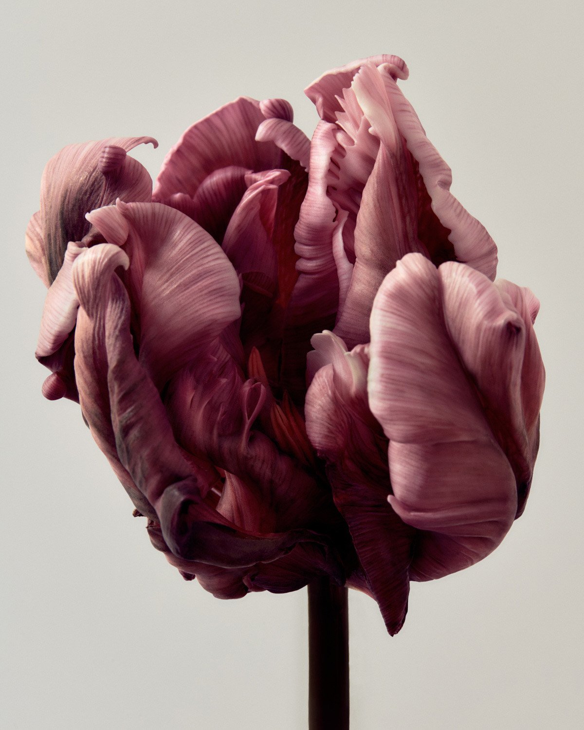 Close-up still life captures a ruffled mauve-toned tulip blossom with dark purple accents against a soft, neutral-toned background.