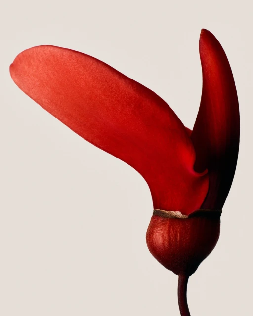 Close-up studio shot of a vibrant red seed pod with a large wing-like appendage against a soft off-white backdrop. Botanical subject.