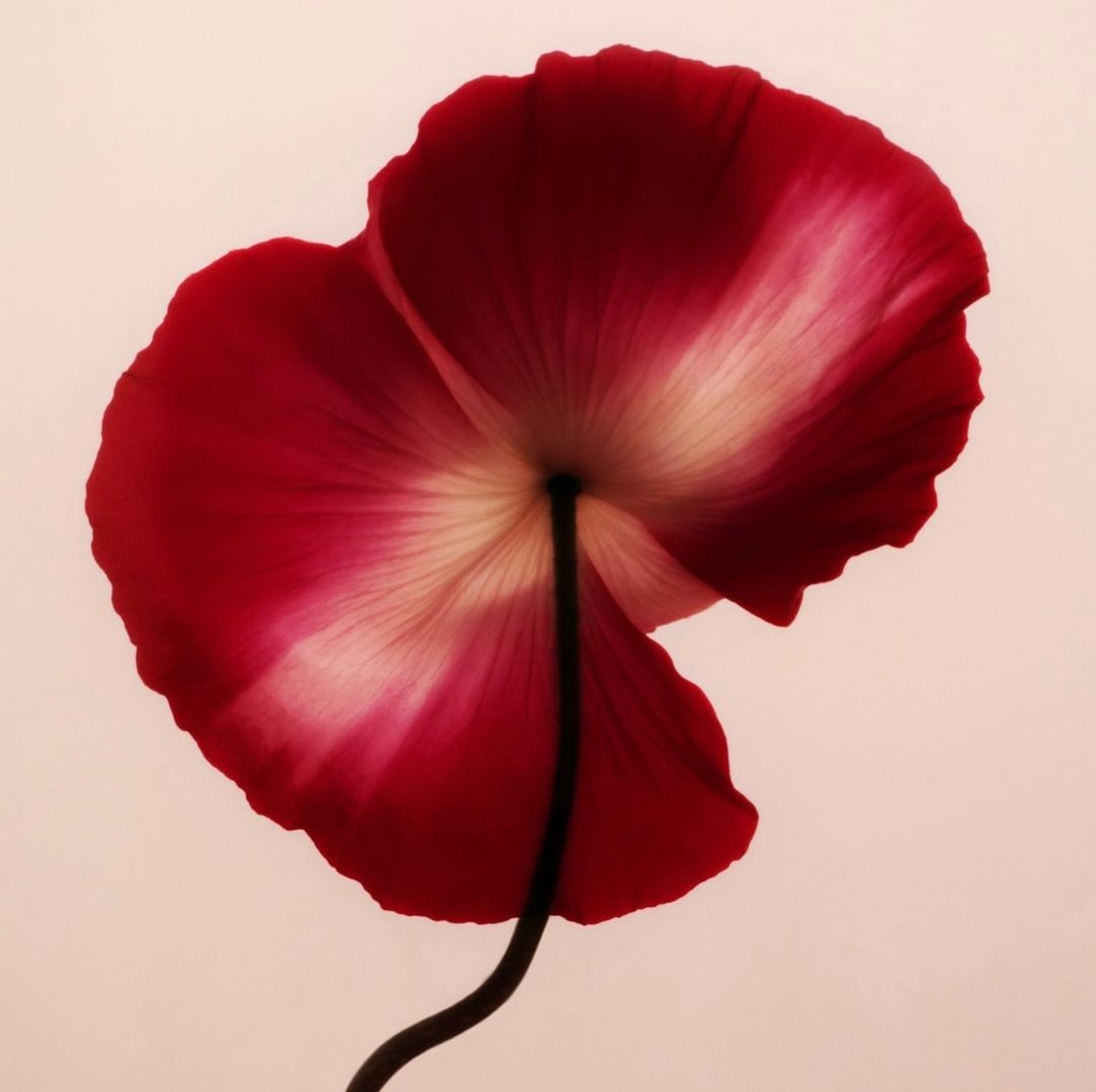 Close-up studio shot of a red and white poppy flower with a delicate, curving stem against a soft pink background, showcasing floral beauty.