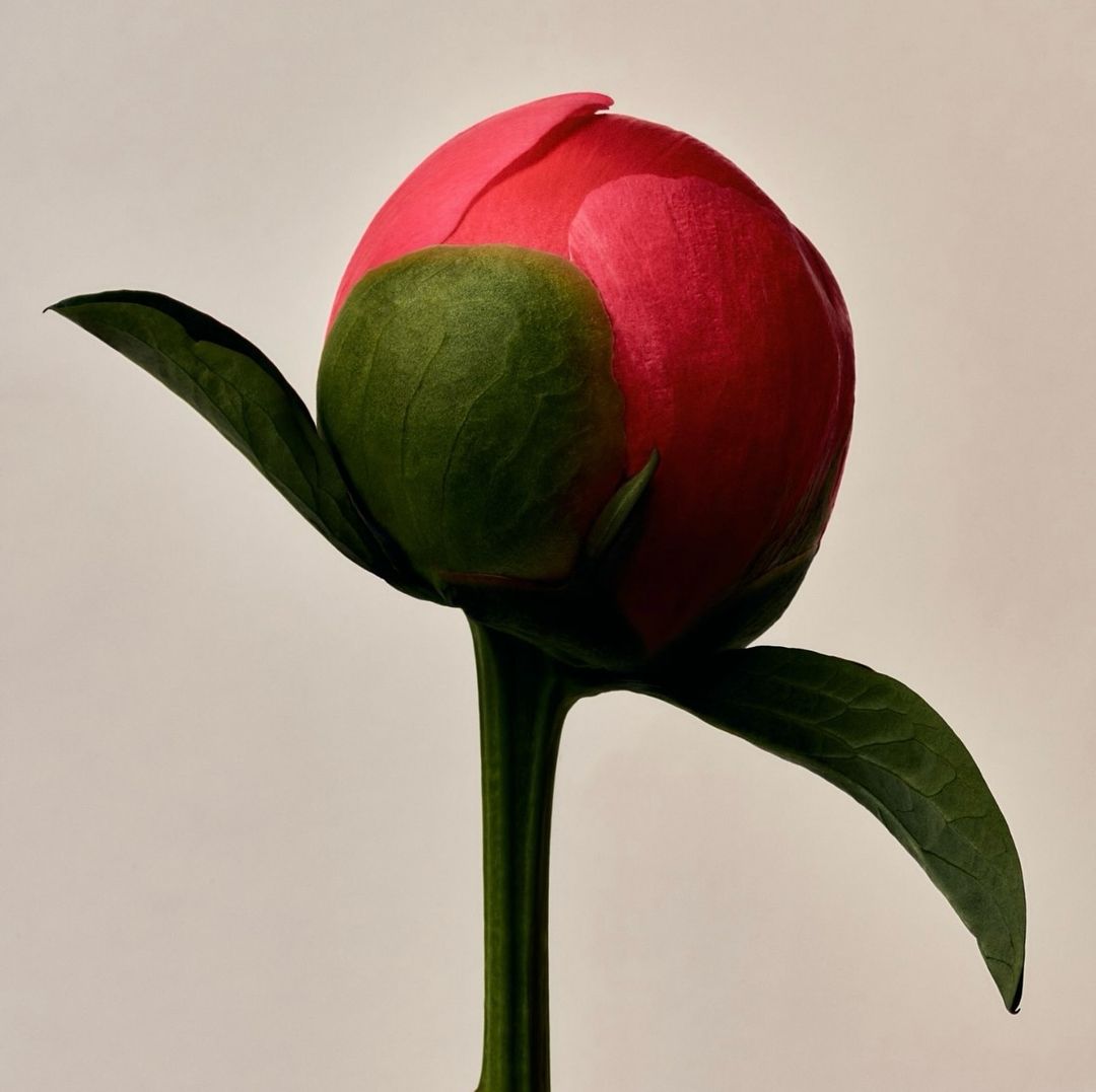 Close-up studio shot of a vibrant pink peony bud with green sepals and stem against a soft, neutral background; botanical beauty.