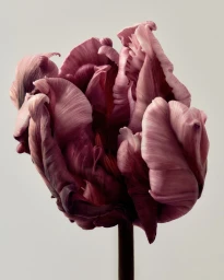 Close-up of a ruffled mauve tulip blossom against a neutral off-white background captured by Mario Kroes.