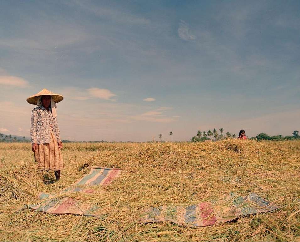 Rural scene featuring an adult female wearing a conical hat standing in a field of golden straw under a sunny sky.