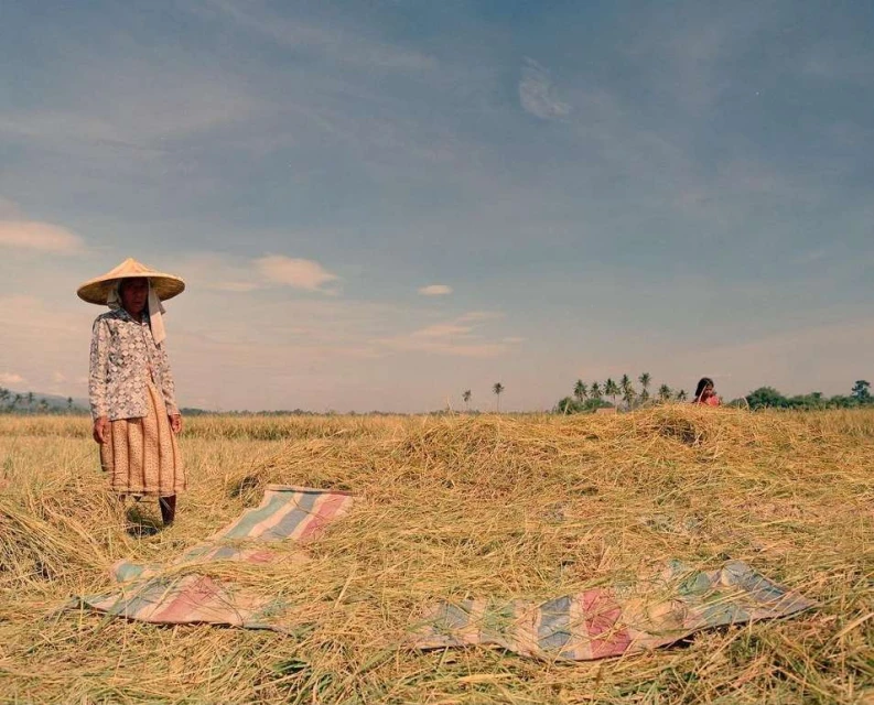 Rural scene featuring an adult female wearing a conical hat standing in a field of golden straw under a sunny sky.