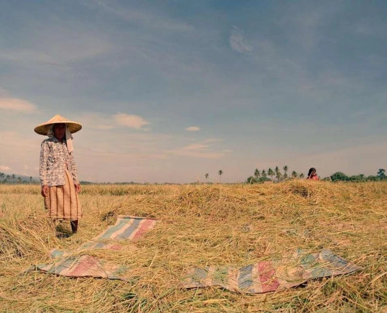 Rural scene featuring an adult female wearing a conical hat standing in a field of golden straw under a sunny sky.