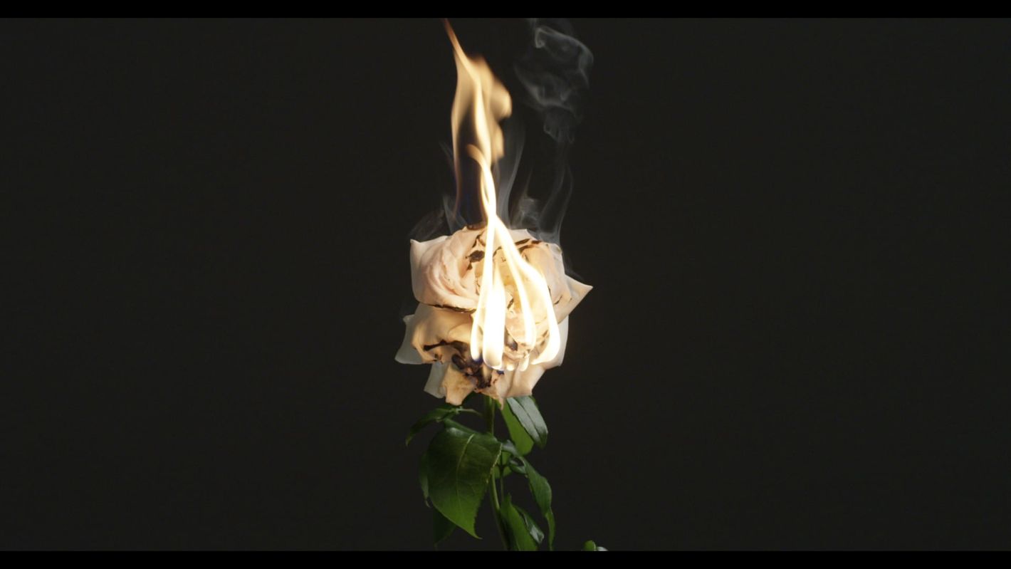 Close-up shot of a white rose engulfed in flames with smoke rising against a dark background, highlighting the contrast of fire and flora.