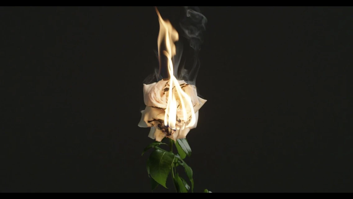Close-up shot of a white rose engulfed in flames with smoke rising against a dark background, highlighting the contrast of fire and flora.