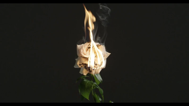 Close-up shot of a white rose engulfed in flames with smoke rising against a dark background, highlighting the contrast of fire and flora.