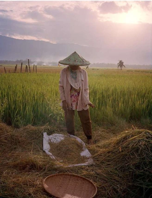 A woman with a conical hat harvesting rice in a field, showcasing rural life and agricultural practices with mountains in the background.