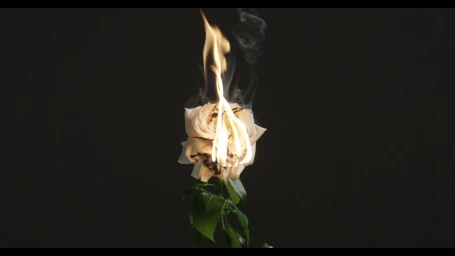 A white rose on a green stem engulfed in flames and smoke against a dark solid background.
