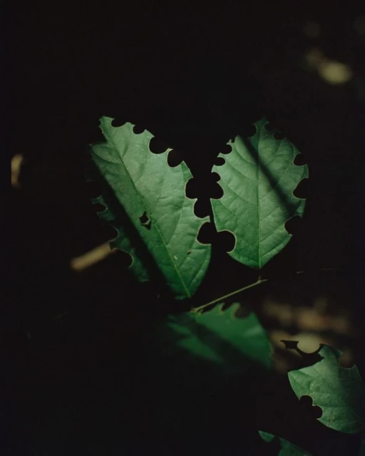 Close-up photo of vibrant green leaves with jagged edges, casting interesting shadows in the darkness, creating a nature image.