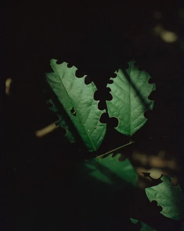 Close-up photo of vibrant green leaves with jagged edges, casting interesting shadows in the darkness, creating a nature image.