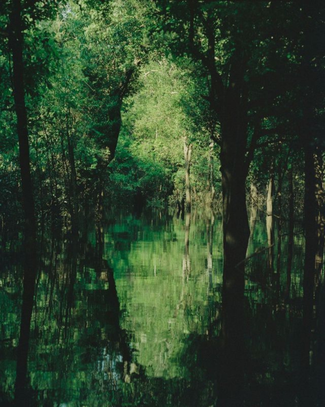 Lush green forest with tall trees reflecting in a calm body of water, creating a serene and natural scene, featuring woodland foliage.