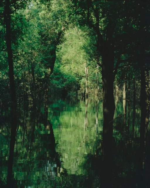 Lush green forest with tall trees reflecting in a calm body of water, creating a serene and natural scene, featuring woodland foliage.