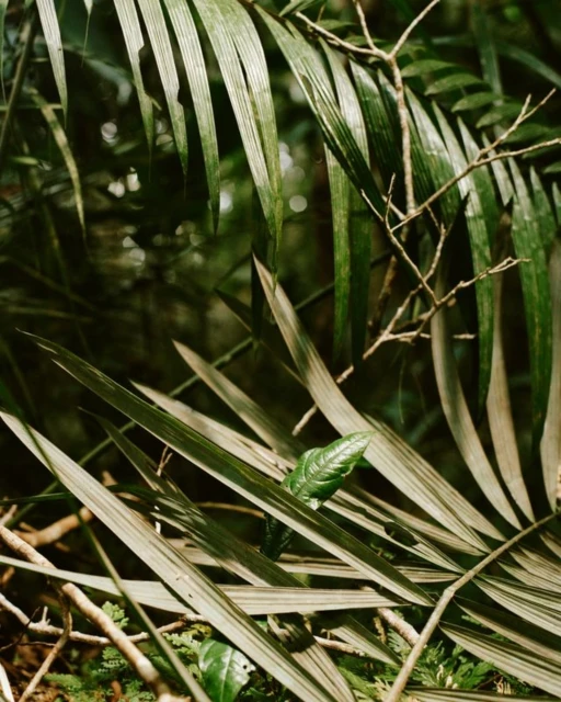 Lush jungle foliage with sunlit palm leaves, dried branches, and dense green undergrowth in a natural outdoor setting.