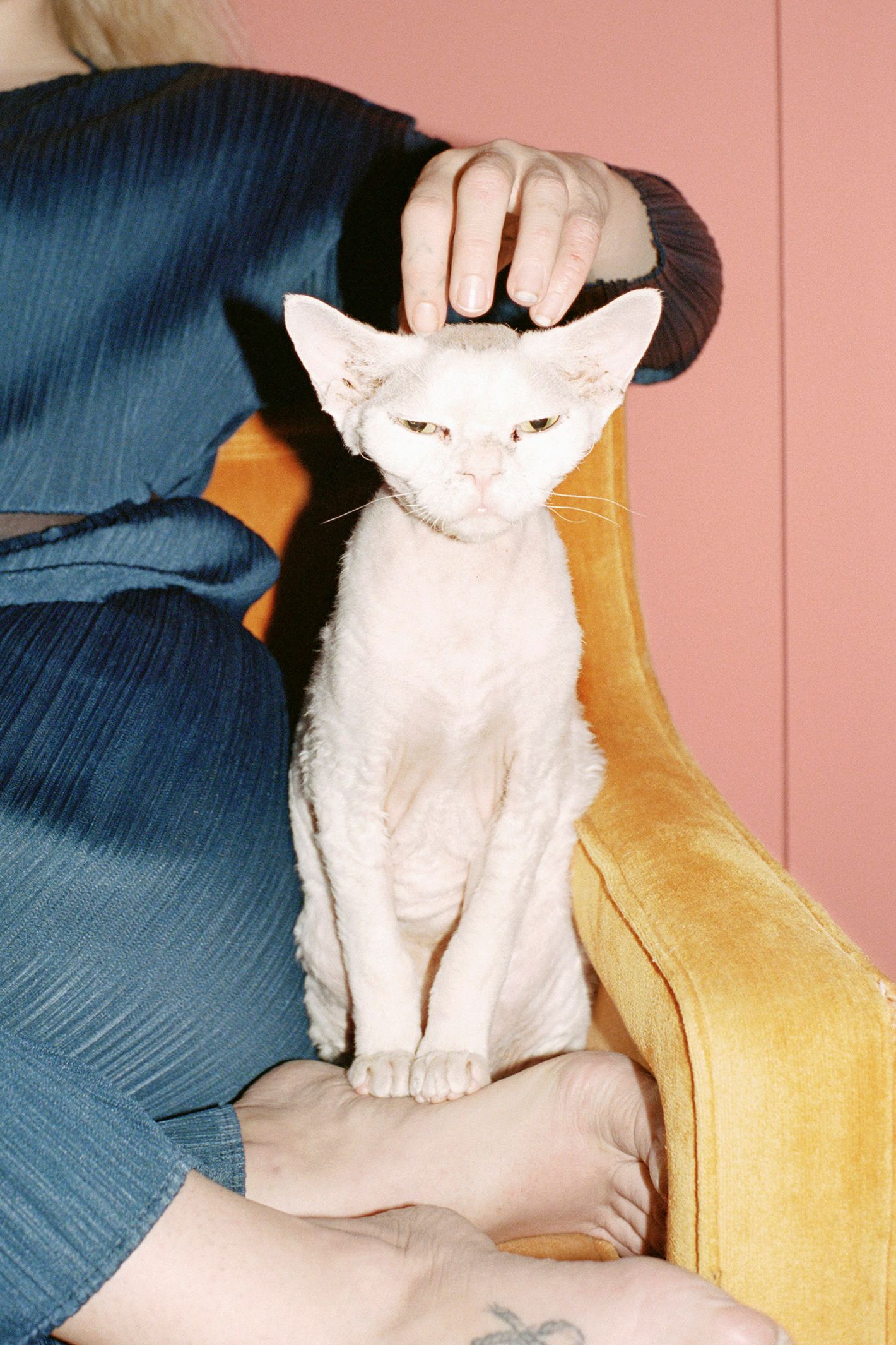 Woman in blue clothing seated with a white cat with pointed ears in an orange chair against a peach-colored backdrop. Soft, diffused lighting.