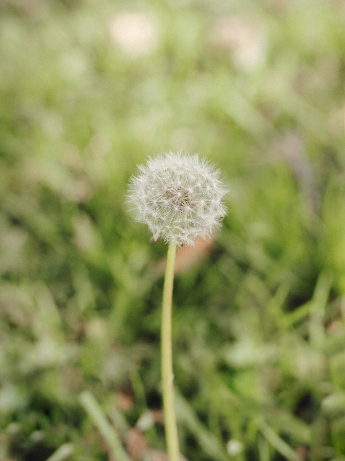 Close-up of a dandelion seed head with white fluffy seeds and a green stem, set against a blurred green grassy background.
