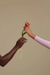 Two hands passing a red tulip against a neutral solid background, captured by photographer Amy Harrity.