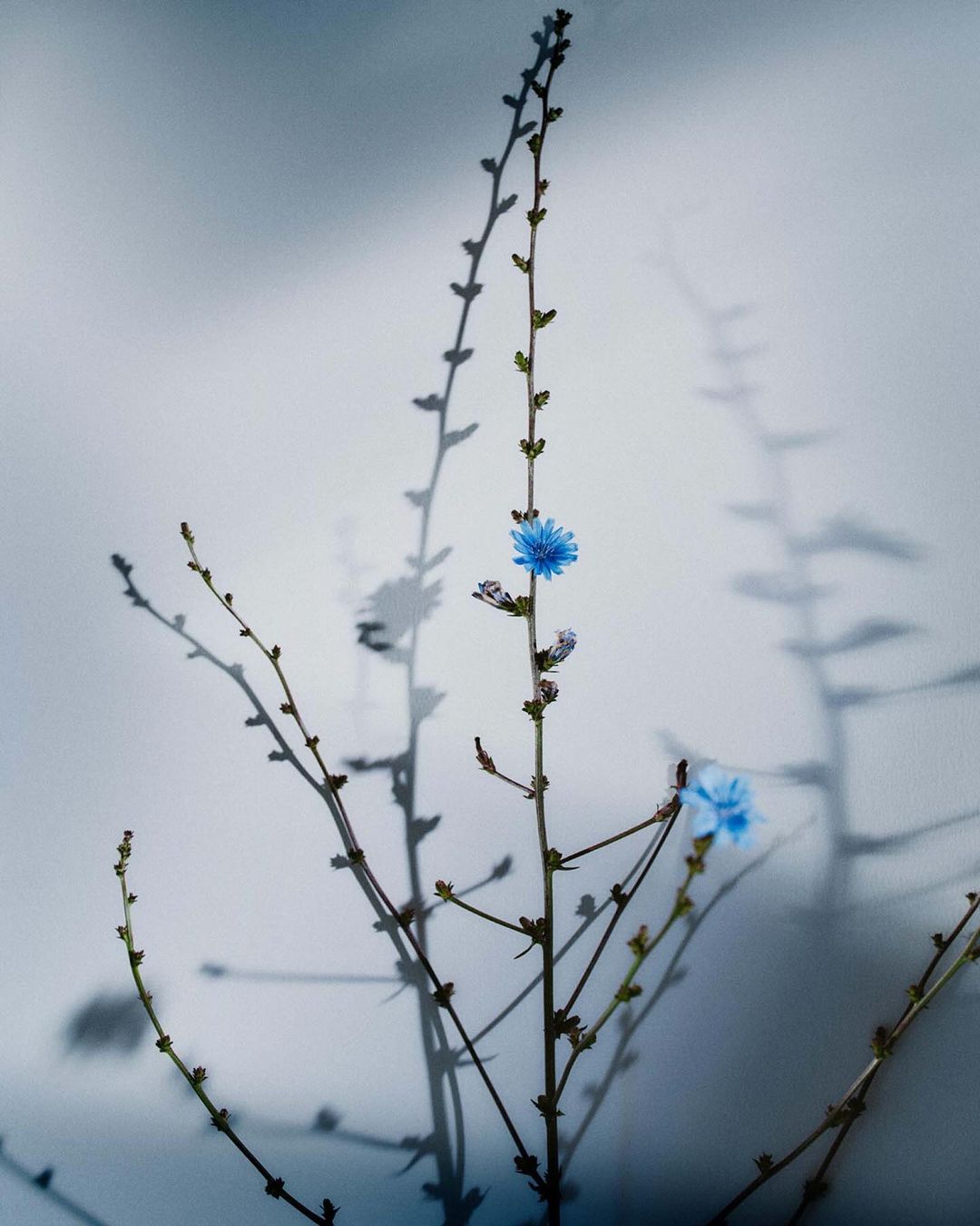 Close-up of a chicory plant with blue flowers against a light gray background, casting a detailed shadow, creating a minimalist botanical aesthetic.