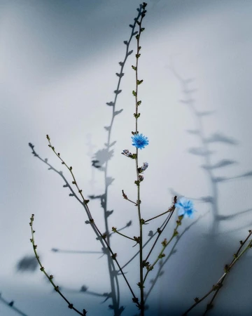 Close-up of a chicory plant with blue flowers against a light gray background, casting a detailed shadow, creating a minimalist botanical aesthetic.
