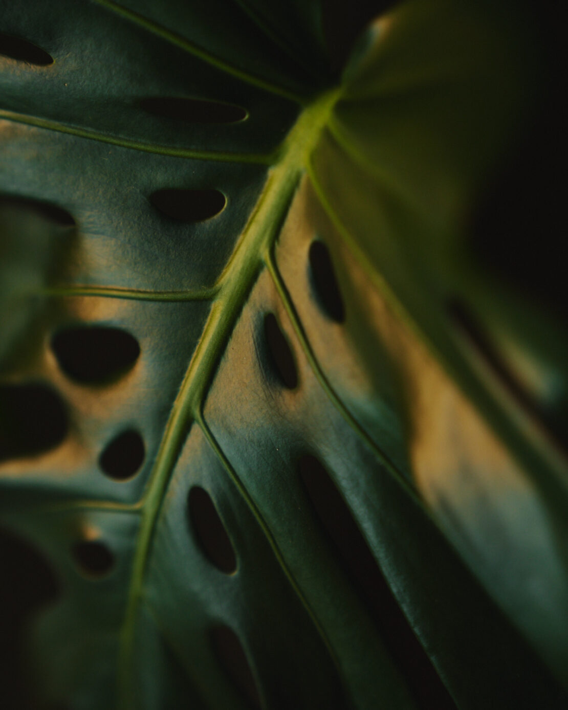 Macro shot of a green Monstera leaf, showcasing its unique fenestrations and texture in a dark, moody setting, highlighting natural patterns.