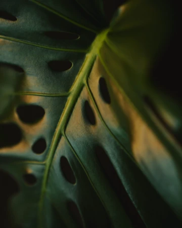 Macro shot of a green Monstera leaf, showcasing its unique fenestrations and texture in a dark, moody setting, highlighting natural patterns.
