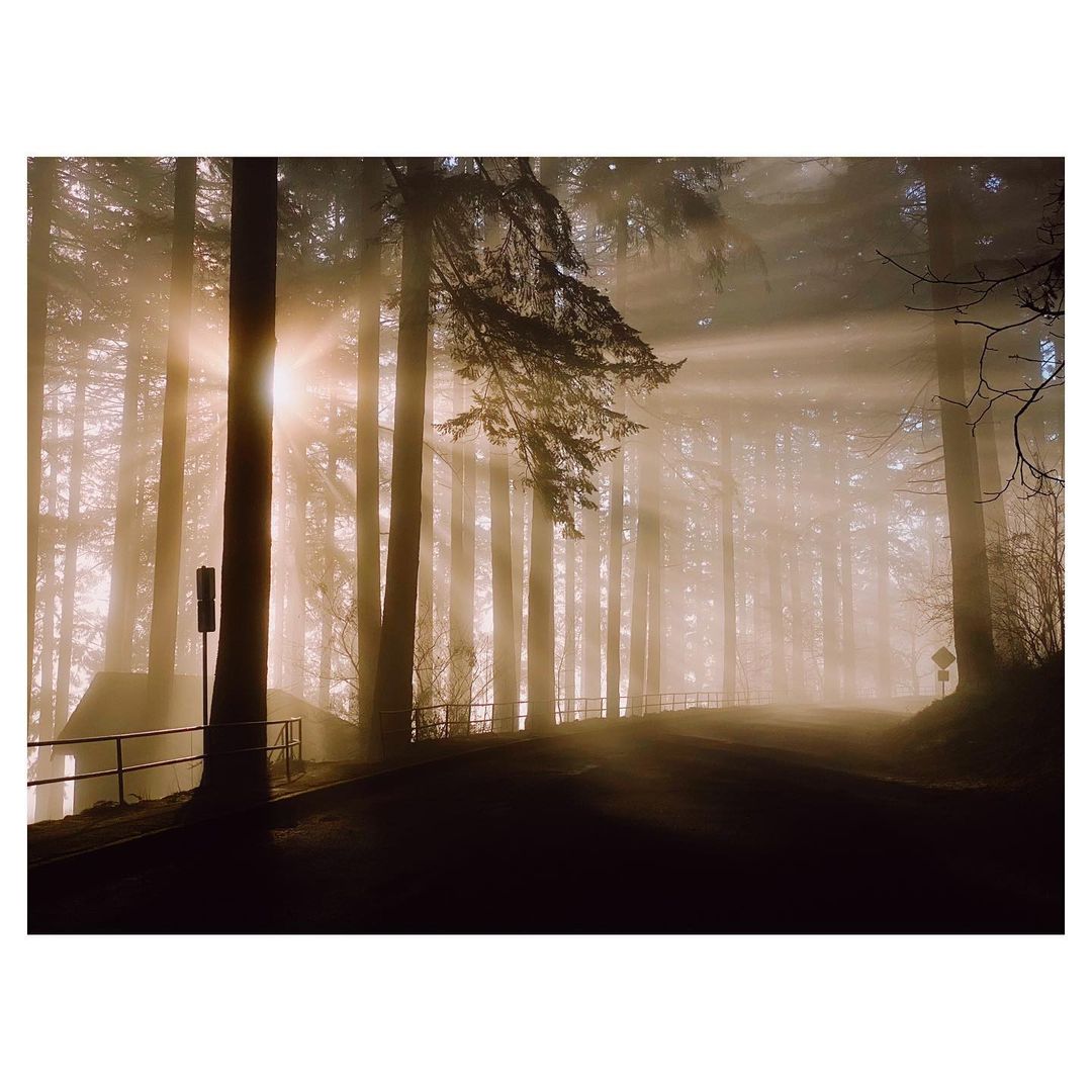 Sunbeams pierce a misty forest landscape with tall trees, a dark road curving through the scene, and a quaint building on the left.