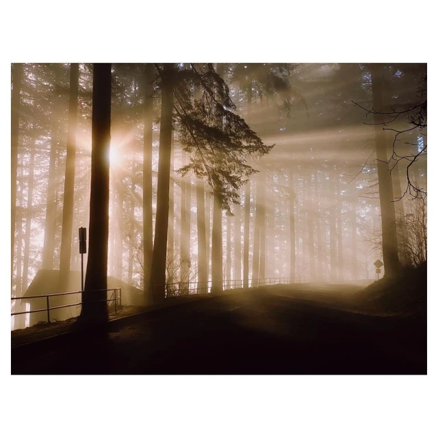 Sunbeams pierce a misty forest landscape with tall trees, a dark road curving through the scene, and a quaint building on the left.