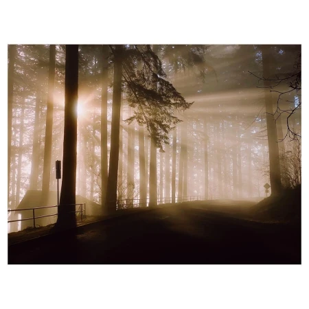 Sunbeams pierce a misty forest landscape with tall trees, a dark road curving through the scene, and a quaint building on the left.