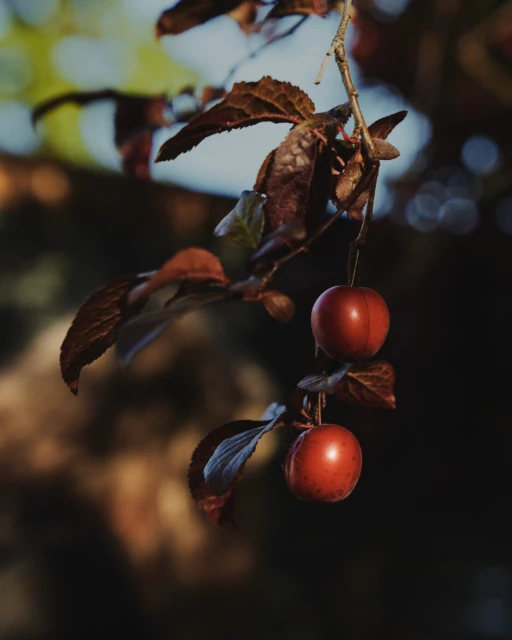 Two red plums hang from a branch with brown leaves against a soft, blurred background with muted greens and blues.