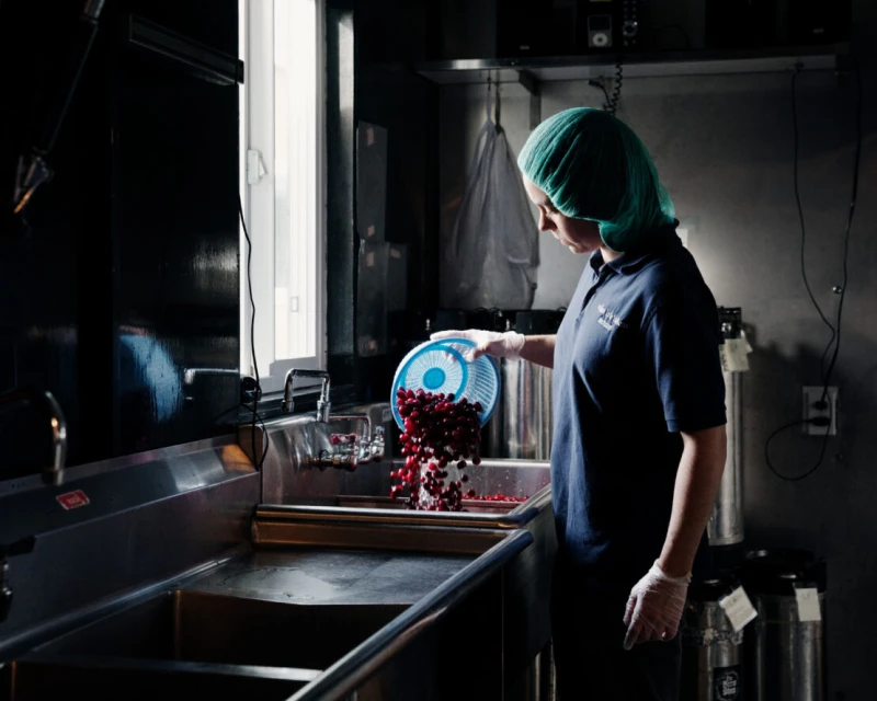 A woman wearing a hairnet and gloves is washing fresh cranberries in a metal sink, preparing them in a kitchen setting with natural window light.
