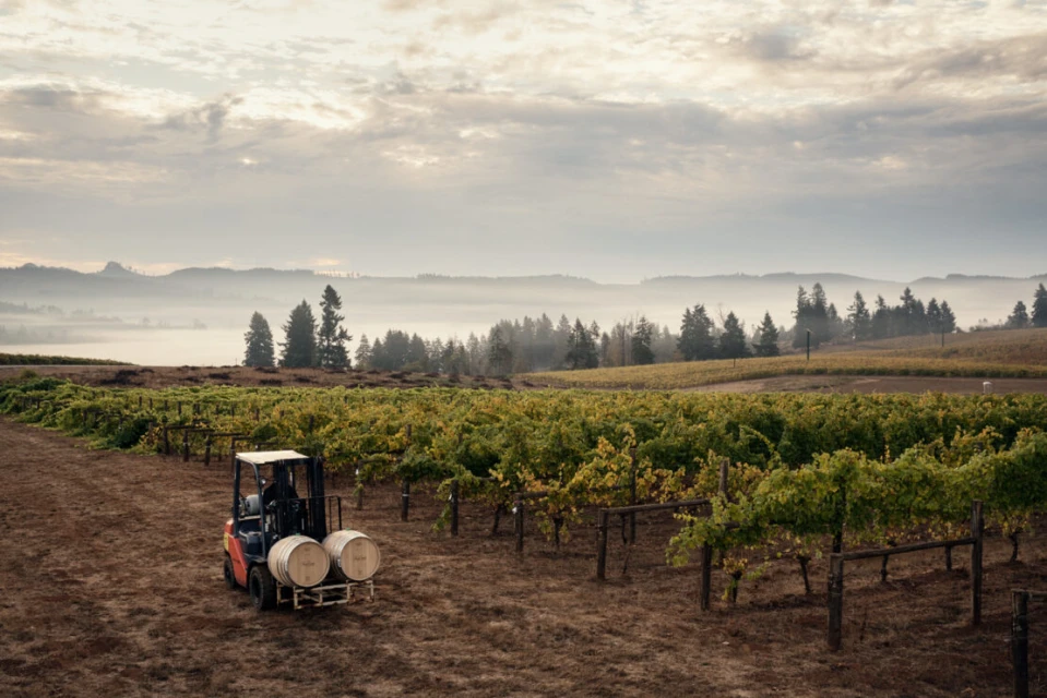 Forklift carries wooden barrels across a vineyard row under an overcast sky with distant trees shrouded in mist and low clouds.