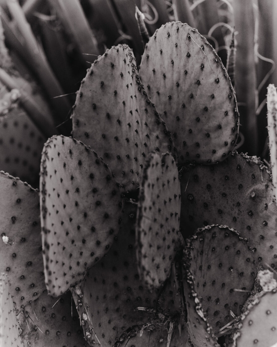 Monochrome photo of a spiky cactus plant, showcasing its textured pads and intricate details in a close-up view.