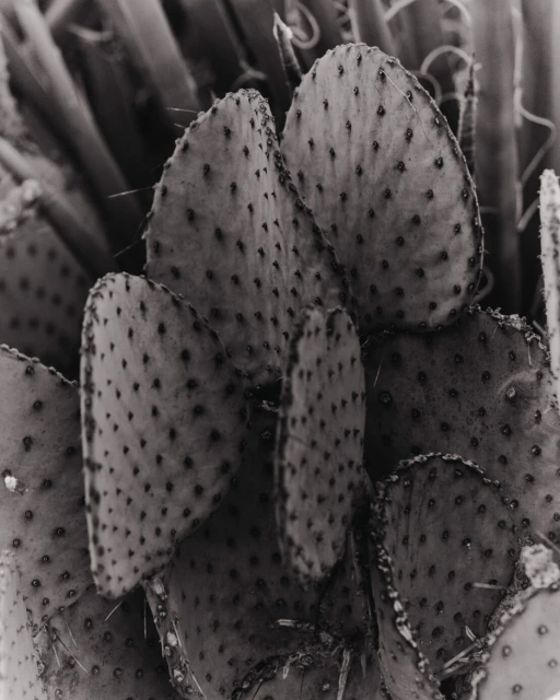 Monochrome photo of a spiky cactus plant, showcasing its textured pads and intricate details in a close-up view.