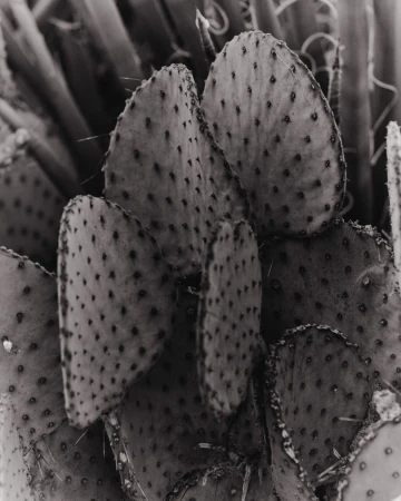Monochrome photo of a spiky cactus plant, showcasing its textured pads and intricate details in a close-up view.