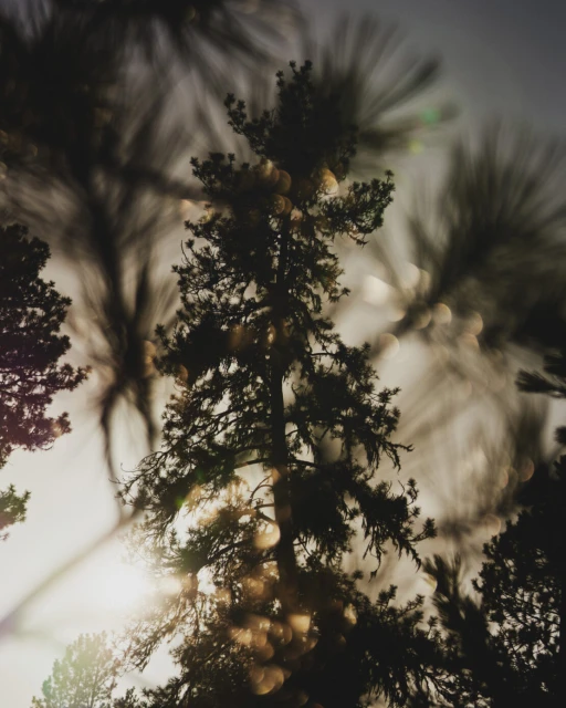 Low-angle view of the silhouettes of multiple evergreen trees reaching toward a bright, slightly diffused sky, creating a tranquil scene.
