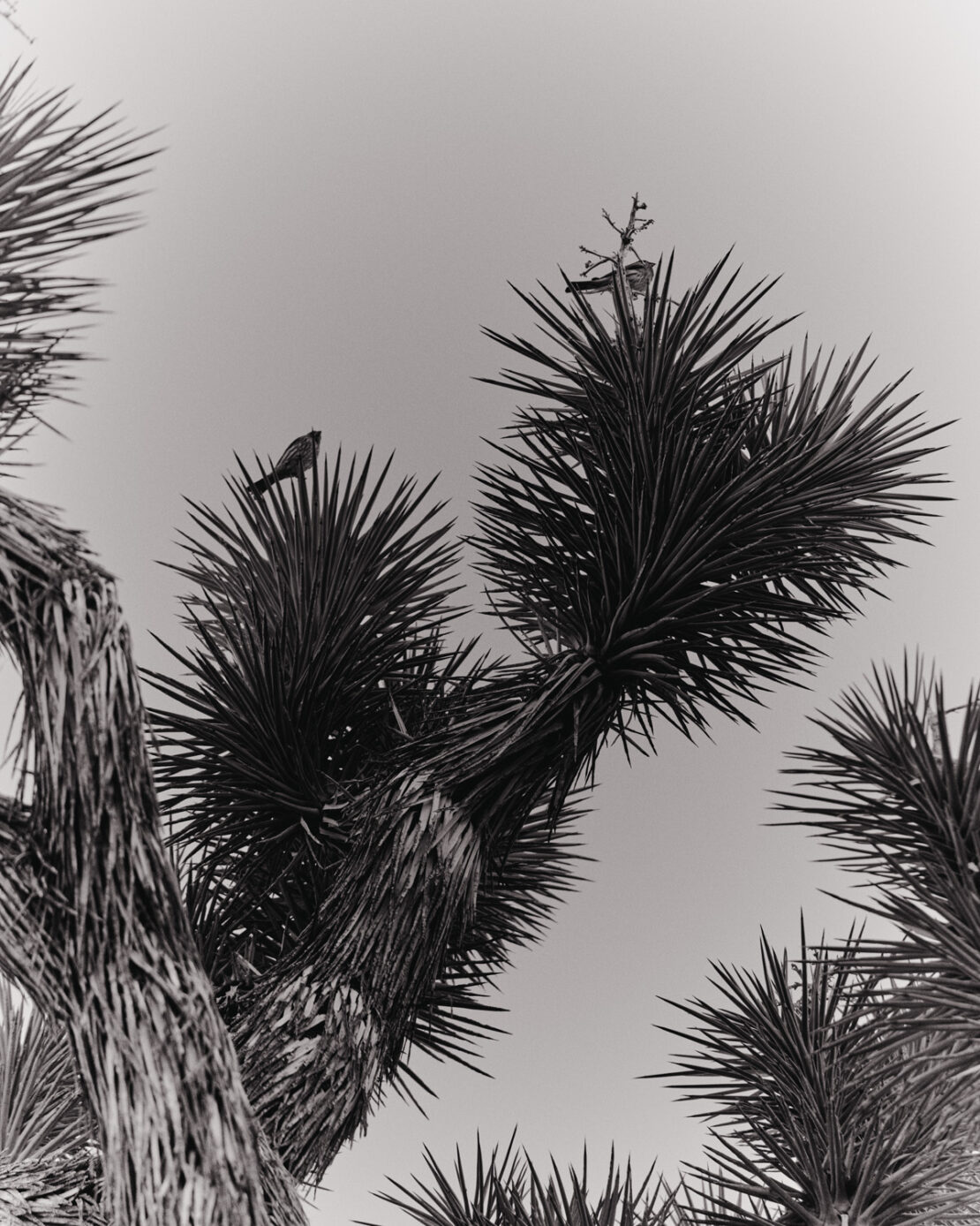 Black and white photograph of two birds perched on the spiky branches of a desert tree against a clear sky.