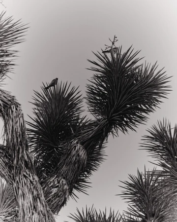 Black and white photograph of two birds perched on the spiky branches of a desert tree against a clear sky.