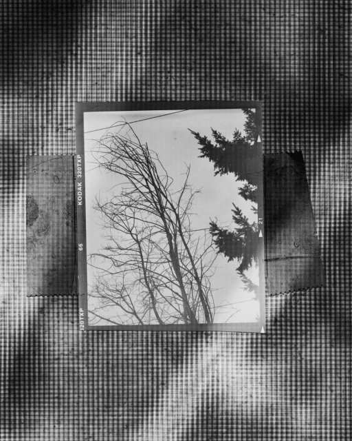 Black and white photograph of bare tree branches against a light sky, framed by a textured background and photographic border.