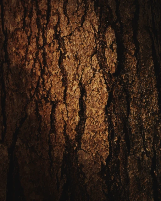 Close-up photo of a tree trunk with detailed bark texture, showcasing the natural patterns and rich brown tones, suitable for background use.