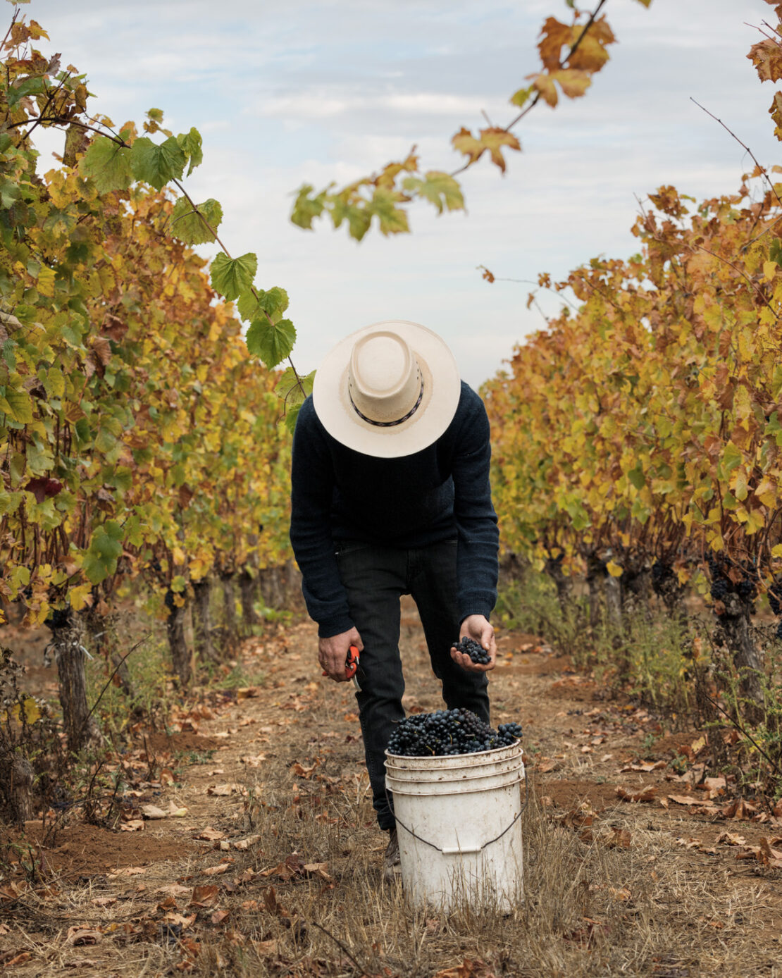 Farmer in vineyard harvesting grapes into a bucket, wearing a straw hat. Vine rows with yellow leaves. Cloudy sky in background.