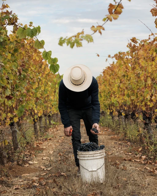 Farmer in vineyard harvesting grapes into a bucket, wearing a straw hat. Vine rows with yellow leaves. Cloudy sky in background.