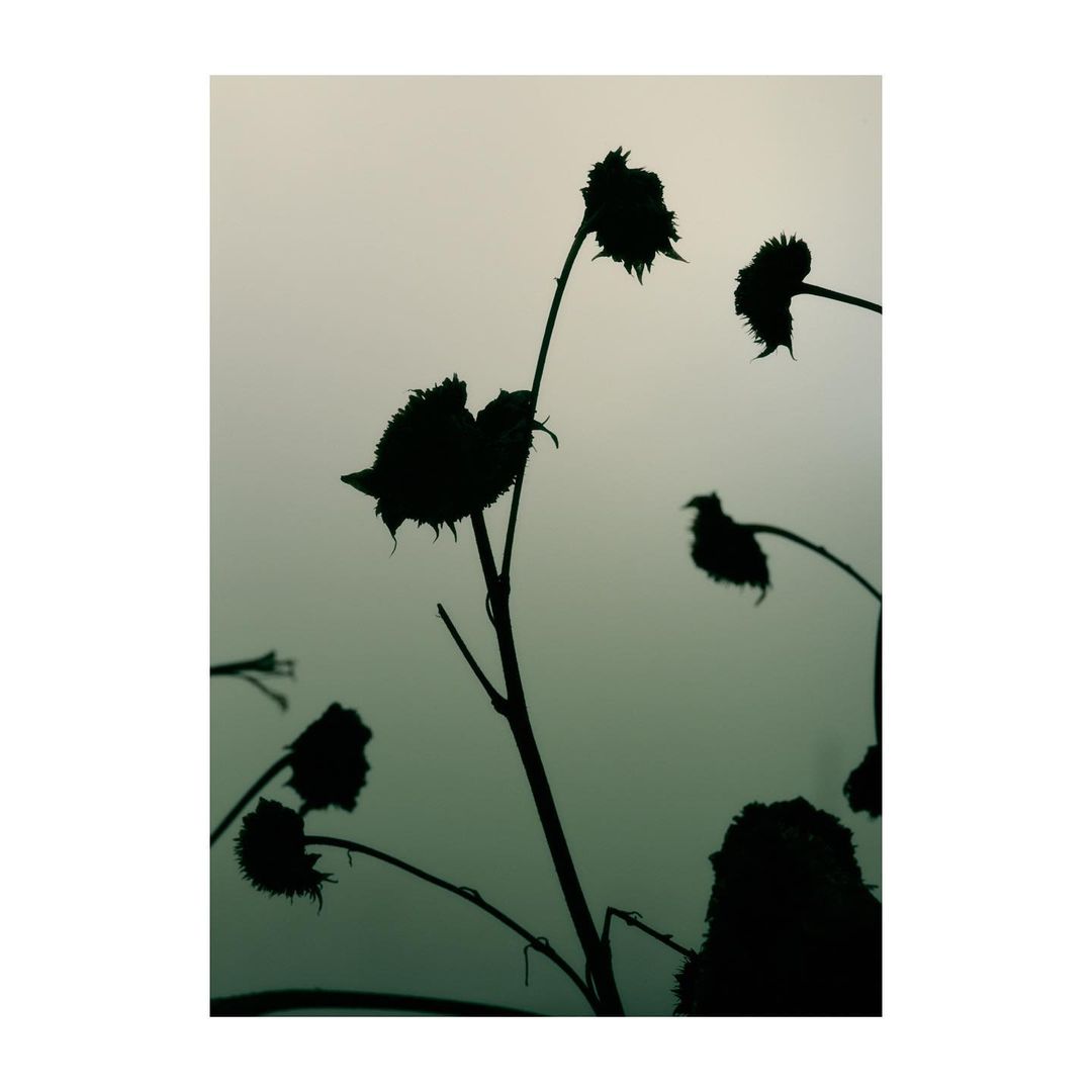 Silhouette of wilted sunflowers against a light background, creating a striking contrast of dark and light in an outdoor setting.