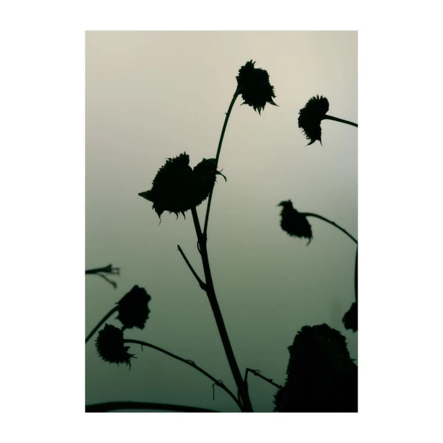 Silhouette of wilted sunflowers against a light background, creating a striking contrast of dark and light in an outdoor setting.