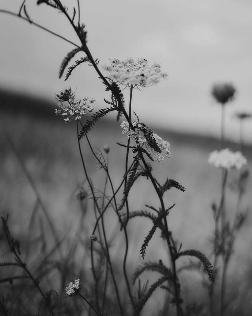 Monochrome close-up of wild Queen Anne's lace in a field. The focus is on the foreground flower with a soft background.