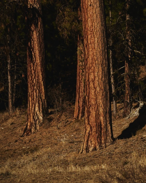 Sunlit forest with towering pine trees. The ground is covered in dry foliage. Dark woodlands in the background create contrast.