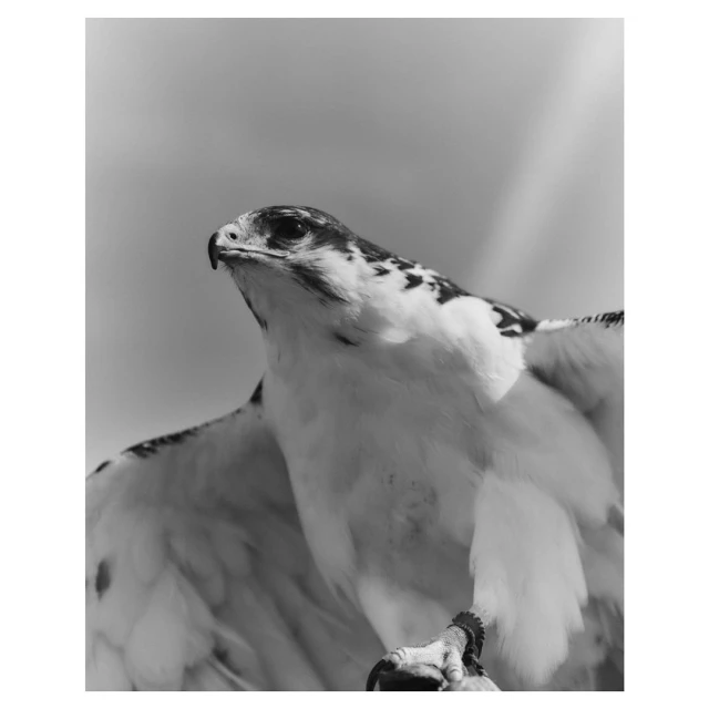 Monochrome photo of a magnificent hawk with feathered wings spread, perched gracefully and gazing upward against a blurred sky background.