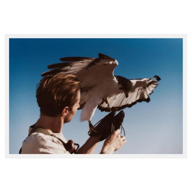 Adult male holding a hawk with outstretched wings against a blue sky backdrop. The hawk's wingspan is visible and the male is partially visible.