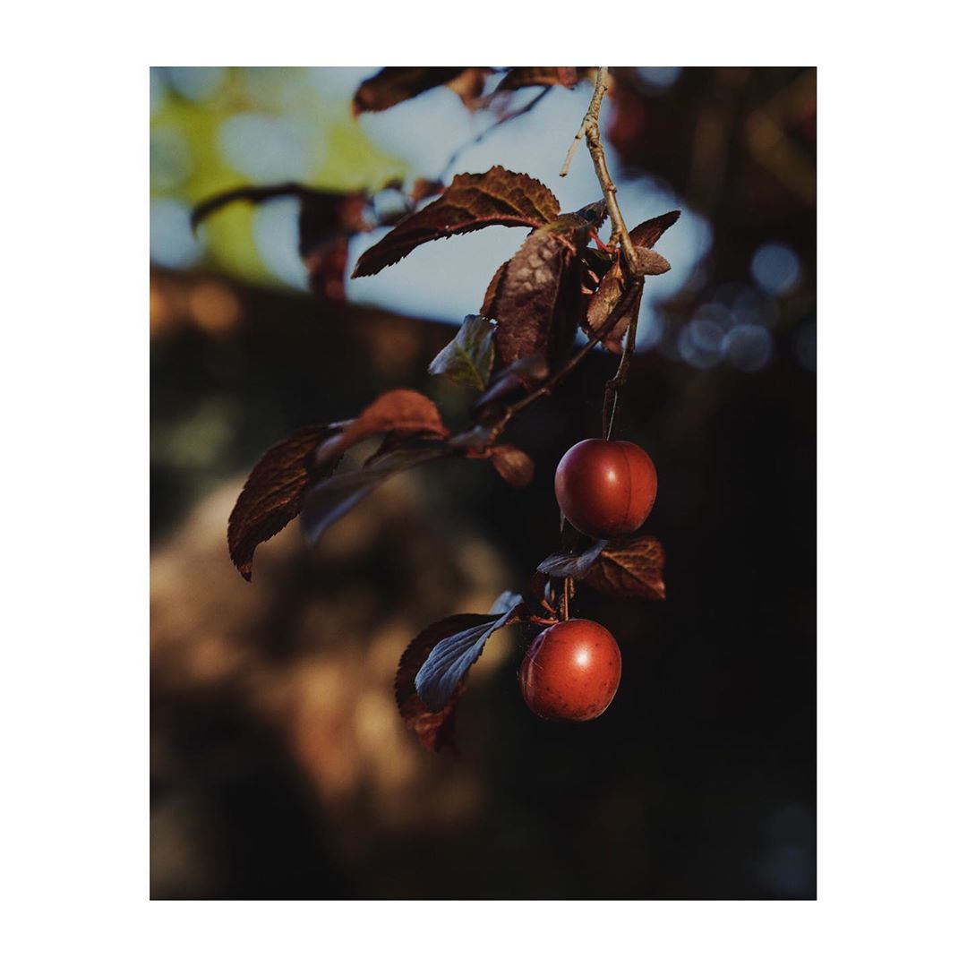 Close-up photograph of two red plums hanging from a tree branch with green leaves, with a blurred background and warm, natural lighting.