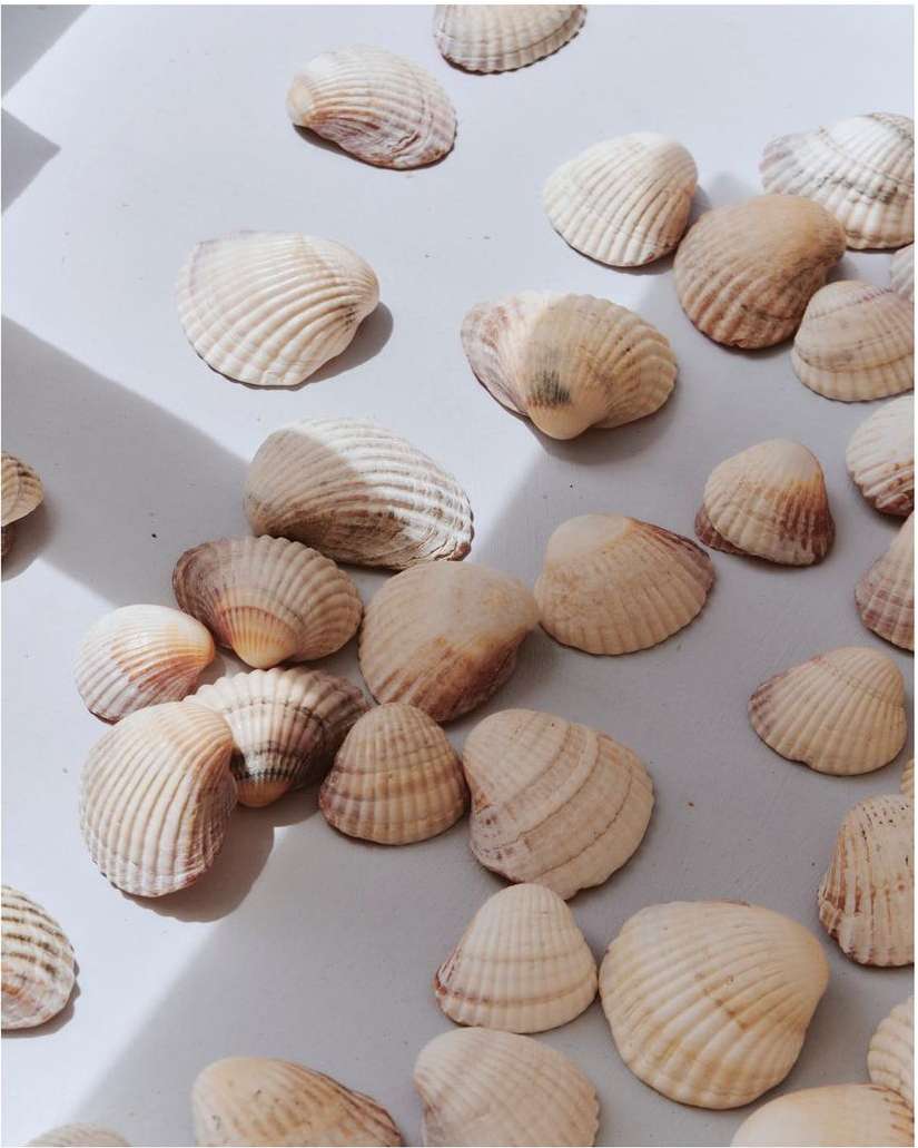 Scattered seashells arranged on a smooth surface with a subtle play of light and shadow, capturing a simple yet elegant composition.